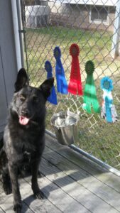 Dog posing in front of five dog show ribbons