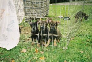 German Shepard Puppies Behind Fence