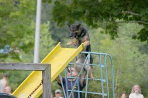 Dog climbs obstacle during competitive dog show