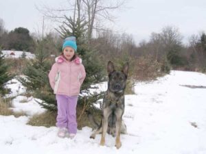 Little girl and dog posing in Christmas tree farm