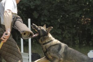 Certified Dog Trainer, East Longmeadow, MA