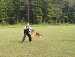 Training a protection dog with bite sleeve