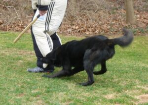 Massachusetts Dog Training with Bite Suit