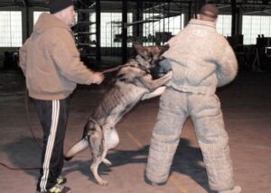 Training Police Dog