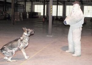 Working Dog Training with K9, CT