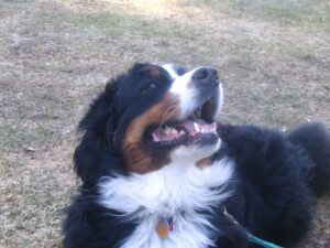 Trained Bernese Mountain Dog named Darcey