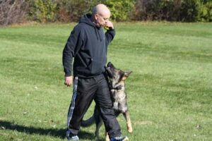 Dog Learning Commands during Training in Longmeadow