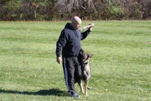 Working Dog Training Services in Western Mass and Northern CT