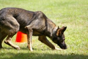 Dog getting ready to attack during training session