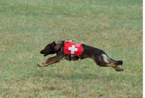 Search and rescue dog being trained in Western Mass
