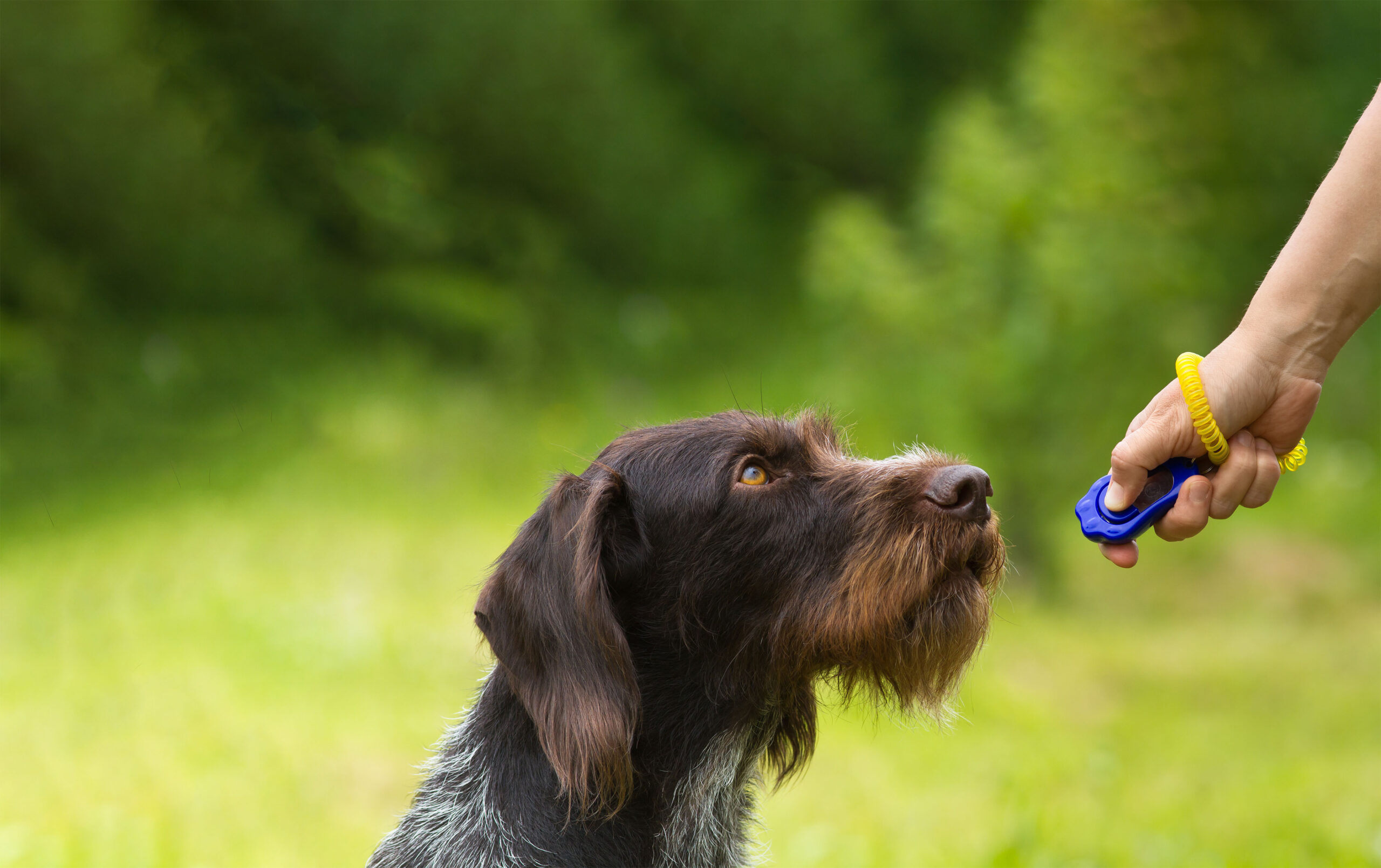 Dog obedience training using clicker for dog commands