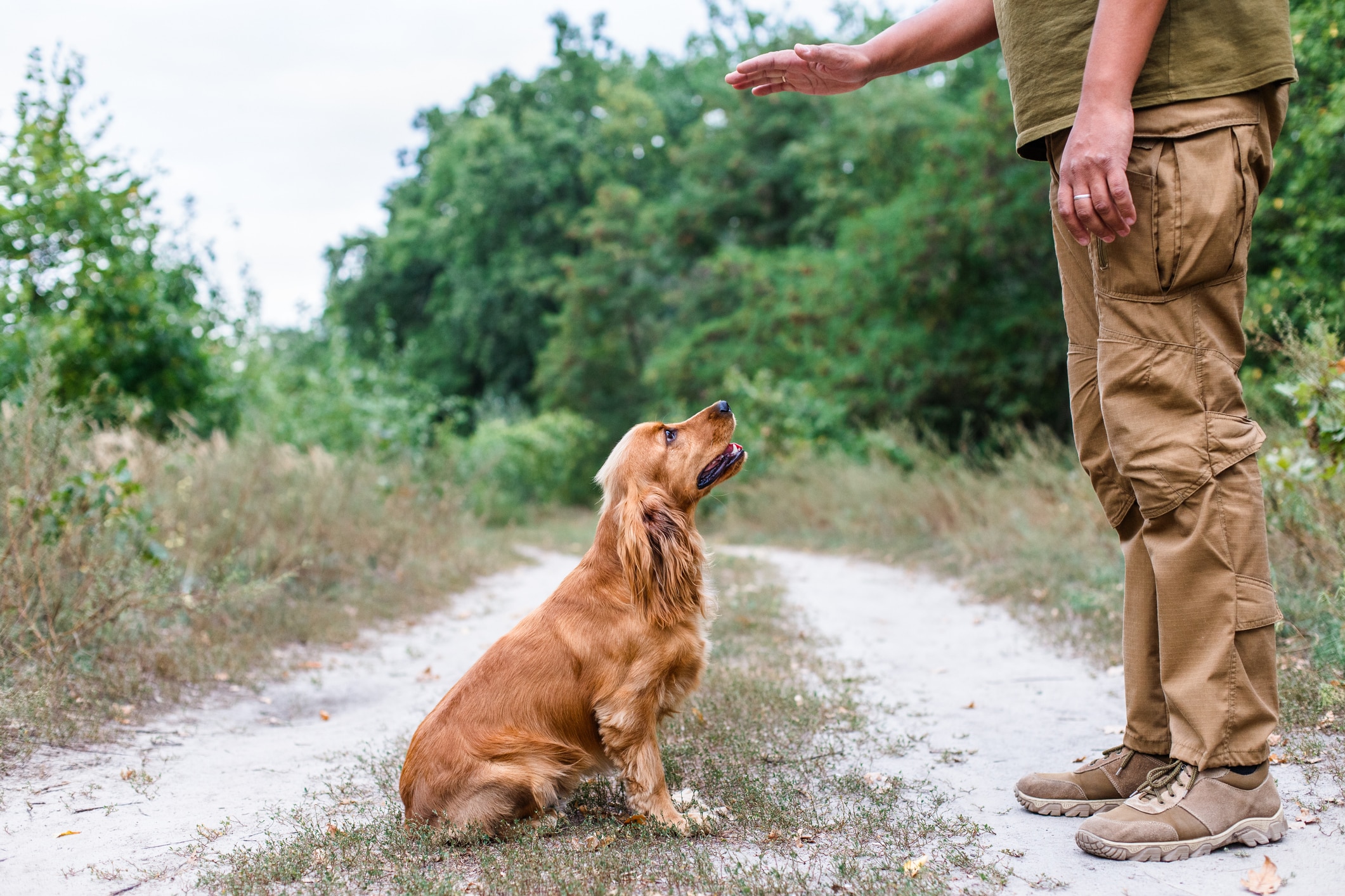 a photo of a professional dog trainer giving commands to a dog.